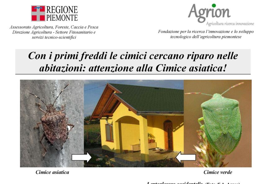 CIMICI: ECCO IL VADEMECUM PER PREVENIRNE LA DIFFUSIONE
