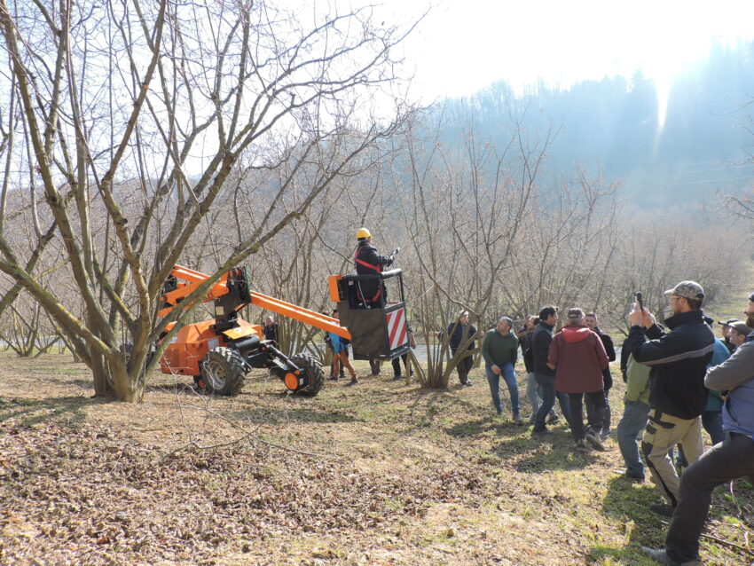 A Cravanzana una prova dimostrativa di potatura del nocciolo