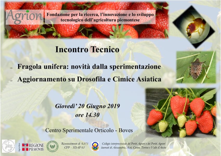 Incontro tecnico Fragola Unifera 2019 – Scarica le presentazioni