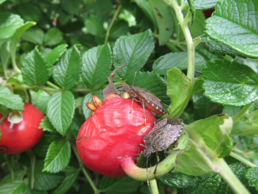 Interventi contro la cimice asiatica in Piemonte
