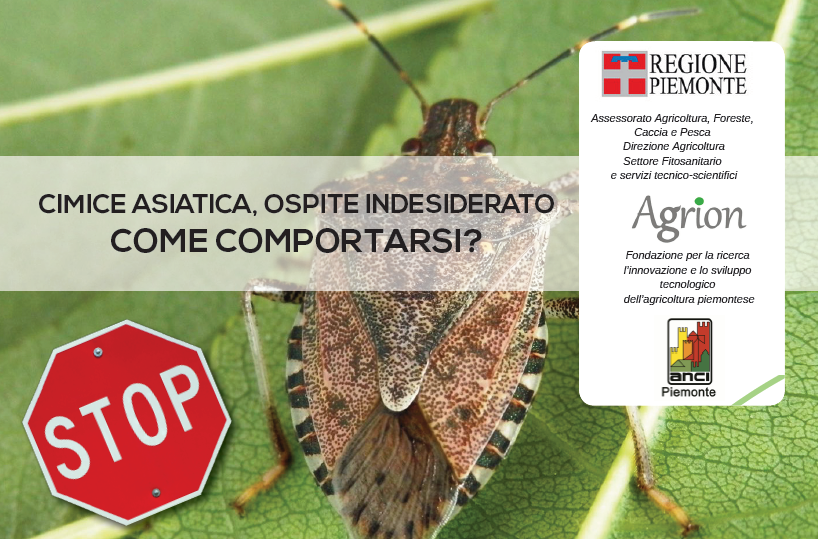 CIMICE ASIATICA: COME CONTRASTARNE LA DIFFUSIONE?