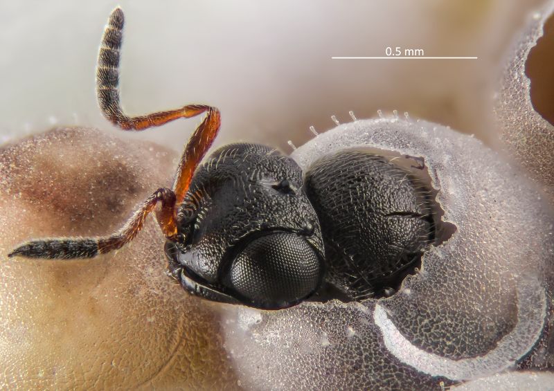 Lotta biologica alla cimice asiatica: in Piemonte effettuato il rilascio della vespa samurai in 100 siti