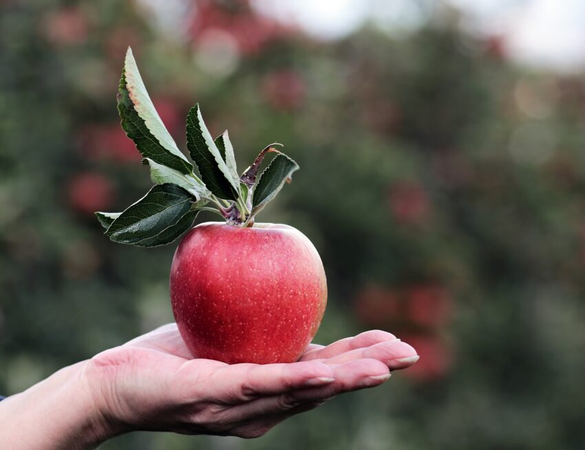 “POST-FRUIT”. Il nuovo progetto per il miglioramento dei sistemi di conservazione della frutta “dopo raccolta”