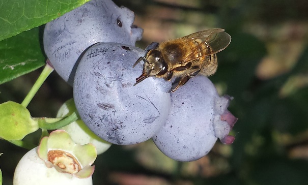 i succhi fuoriusciti dai frutti danneggiati da D. suzukii sono attrattivi per altri insetti