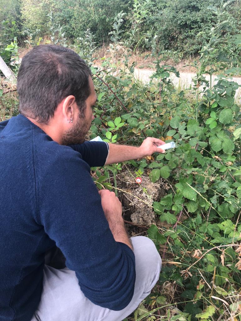 Iniziati in Piemonte i primi rilasci del parassitoide Ganaspis brasiliensis, antagonista naturale del moscerino dei piccoli frutti (Drosophila suzukii)