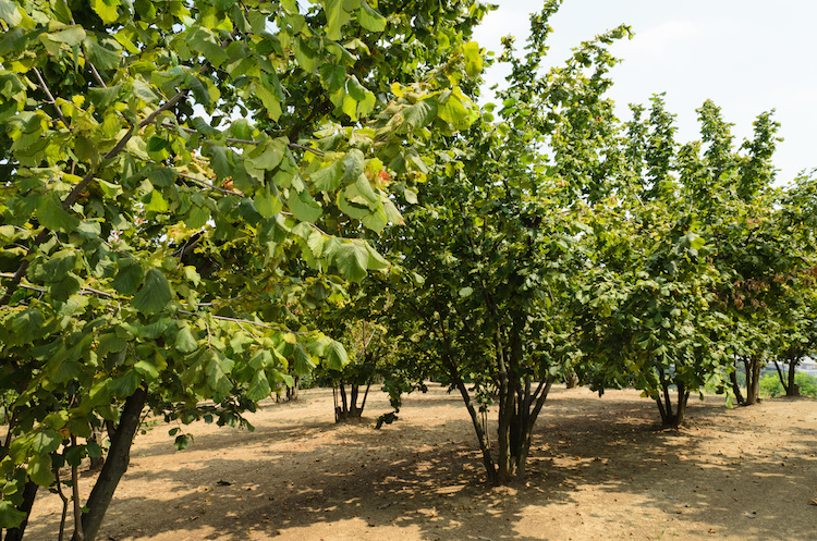 I principali attori europei della nocciola creano il “Group Corylus Europae”