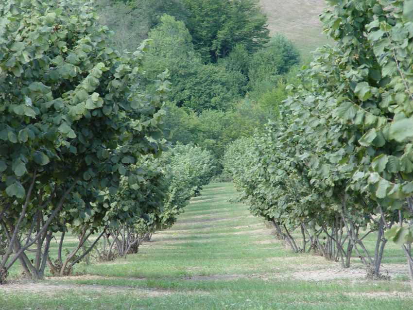 Fondazione Agrion. Le attività del progetto “Nocciola di qualità” della campagna 2022 si concentrano sulla cascola pre-raccolta