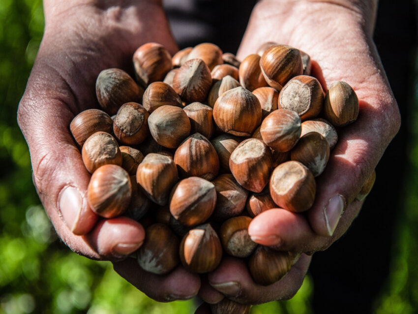 FONDAZIONE AGRION: L’INNOVAZIONE AL SERVIZIO DELLA FILIERA CORILICOLA