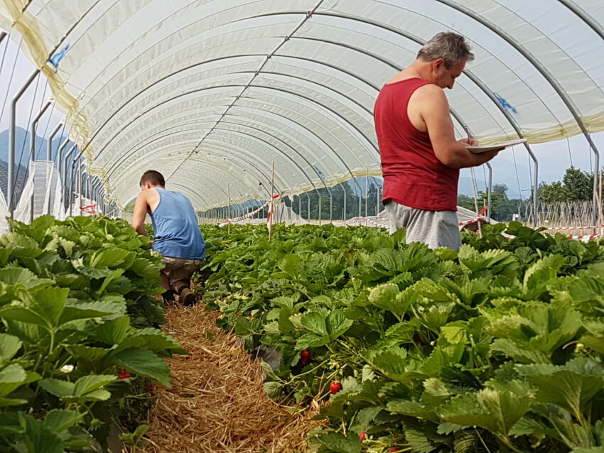 L’agricoltura come leva di sviluppo delle comunità locali: la selezione varietale diventa opportunità di crescita per le vallate del Piemonte