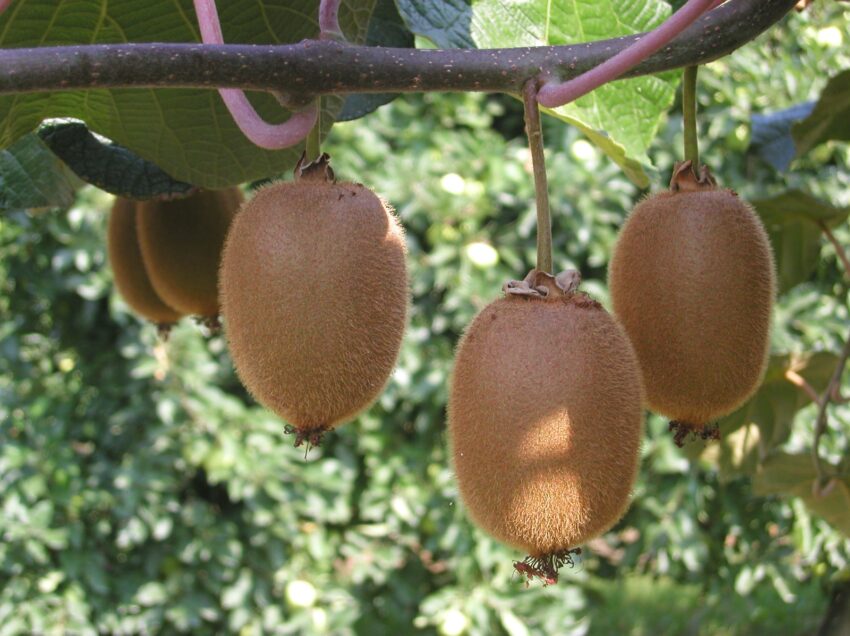 Crisi del kiwi in Piemonte: un’analisi della sfida fitosanitaria e delle prospettive future