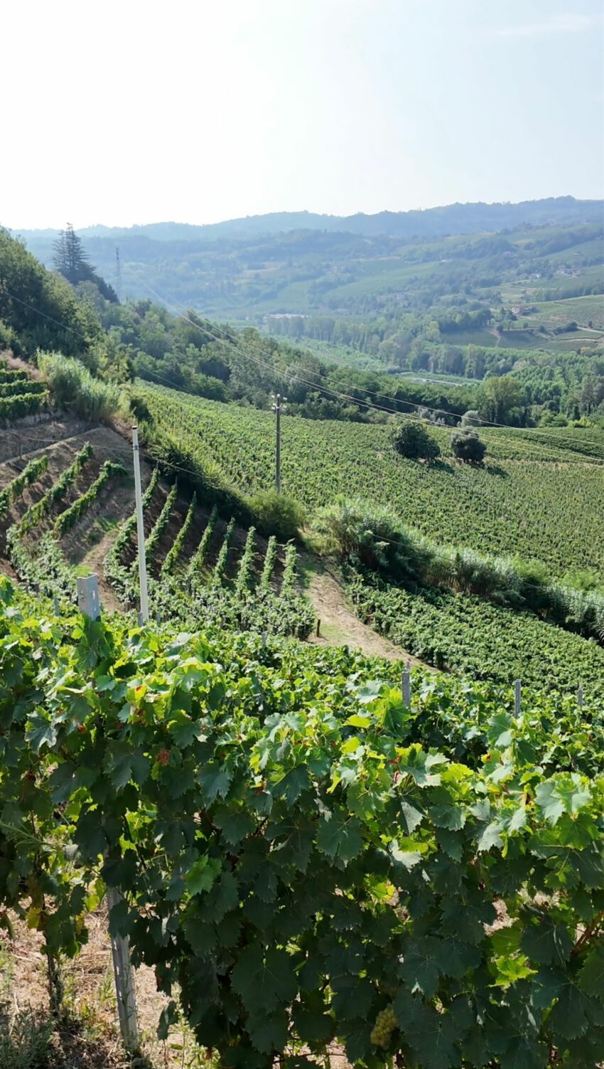 Viticoltura resiliente. Il progetto per supportare le imprese vitivinicole piemontesi